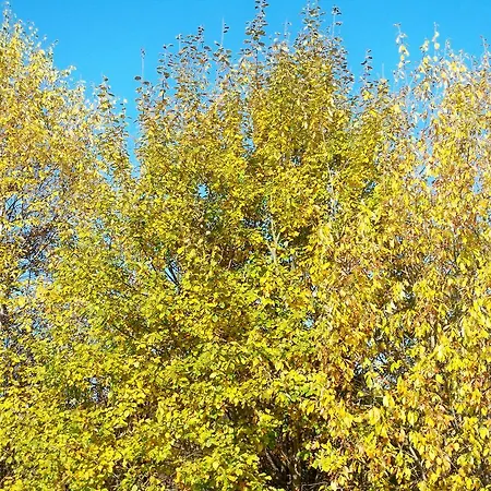 בית הארחה Fernblick סנט אוסוולד